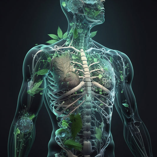 El Sistema Endocannabinoide y los Beneficios de los Cannabinoides